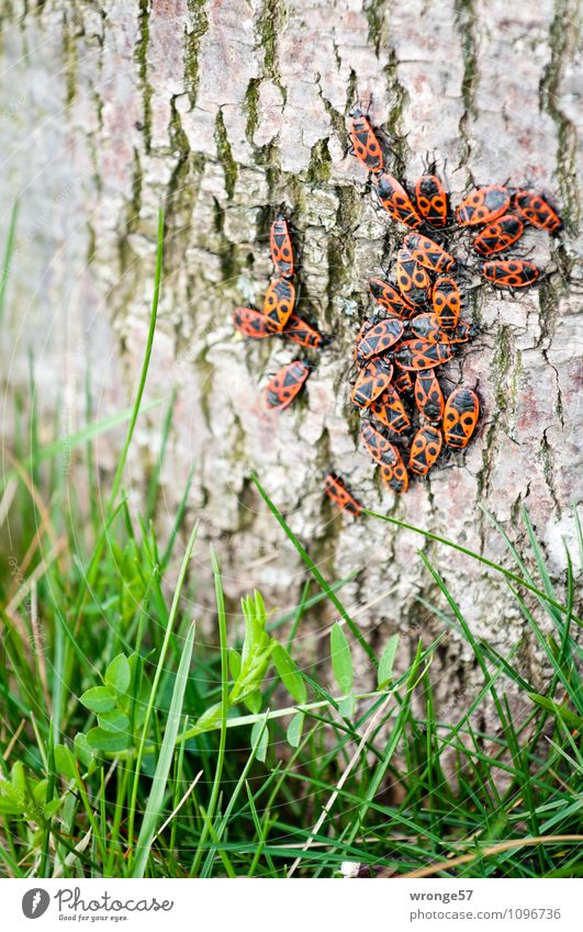 Krabbelgruppe Umwelt Pflanze Tier Frühling Herbst Baum Wildtier Wanze Feuerwanze Tiergruppe krabbeln klein viele grün rot schwarz Zusammenhalt winzig