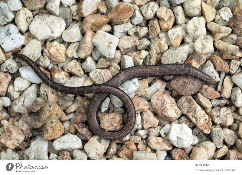 Blindschleiche; Anguis; fragilis; Echsenart; Echse; Natur Tier beobachten authentisch Schleiche Reptil Echte Eidechsen Lacertidae Schuppenkriechtiere Squamat