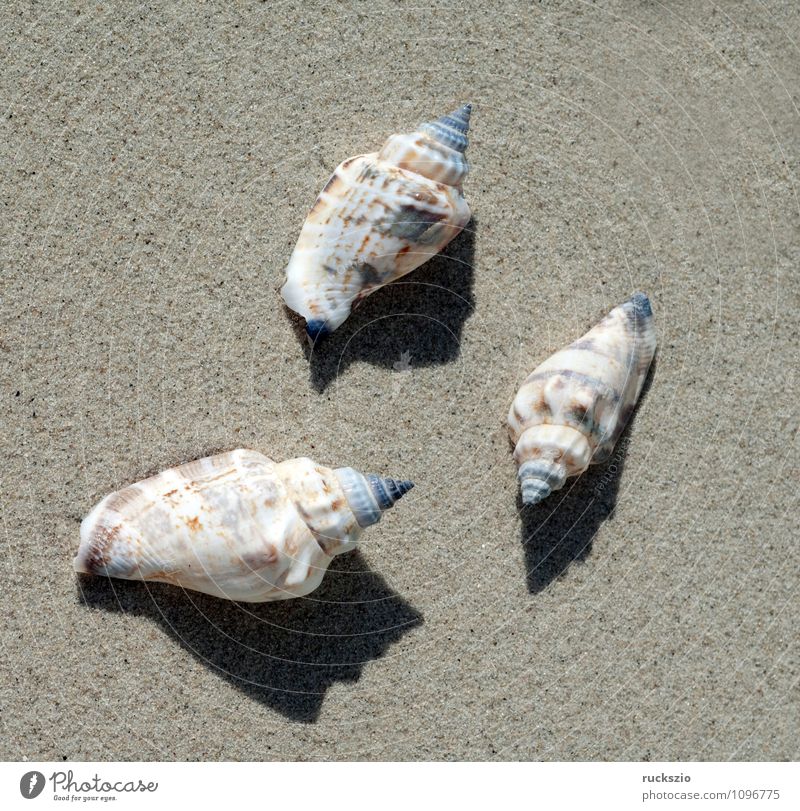 meeresschnecken, Astraea, Meer Natur Tier Sand Wasser Nordsee Ostsee authentisch weiß Wasserschnecken undosa Schnecken Wassertier Sandstrand Angespült stranded