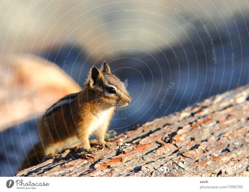 Alles im Blick Natur Tier Pflanze Kanada Nordamerika Wildtier Tiergesicht Fell Pfote Nagetiere Streifenhörnchen 1 Holz Fressen füttern niedlich braun schön