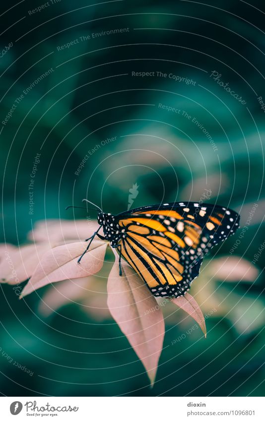 unbeschwert Pflanze Blatt exotisch Urwald Tier Wildtier Schmetterling Flügel sitzen klein natürlich Leichtigkeit Natur filigran leicht zart Farbfoto Nahaufnahme