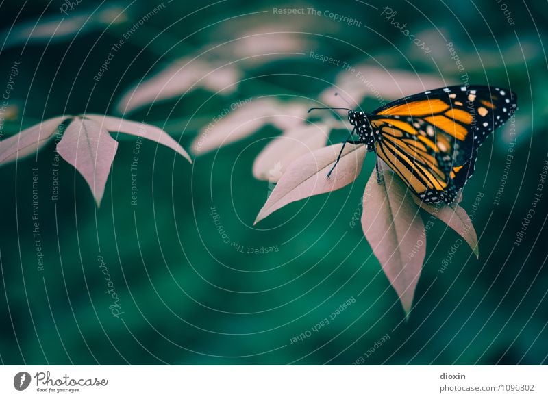 Leichtigkeit [2] Urwald Tier Wildtier Schmetterling Flügel Insekt 1 sitzen schön klein natürlich Natur leicht Farbfoto Nahaufnahme Detailaufnahme Makroaufnahme