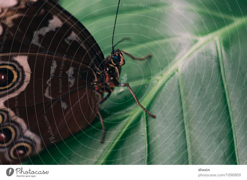 Mondo Bongo Pflanze Blatt Tier Wildtier Schmetterling Flügel Insekt Facettenauge Fühler 1 sitzen warten klein natürlich Natur Farbfoto Nahaufnahme