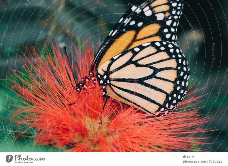 butterfly sucks [2] Umwelt Natur Pflanze Tier Blüte Urwald Wildtier Schmetterling Flügel Insekt 1 Fressen klein natürlich leicht filigran Farbfoto Nahaufnahme