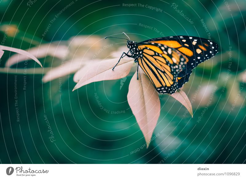 Leichtigkeit Pflanze Blatt Grünpflanze Wildpflanze Urwald Tier Wildtier Schmetterling Flügel 1 sitzen klein natürlich Natur leicht filigran Farbfoto