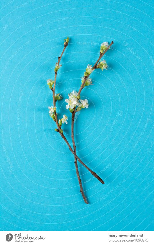 postkarte. Natur Pflanze Baum Blume Blatt Blüte Grünpflanze Blütenknospen Kirschbaum Kirschblüten Zweige u. Äste grün türkis Stillleben aufbrechen Frühling