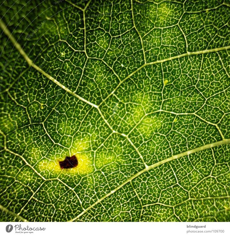 Beginning Of The End Blatt Physik fein Geäst Sonnenblume grün Pflanze Biologie frisch grasgrün saftig Gärtner Sommer Perspektive Ranke gedeihen Wachstum