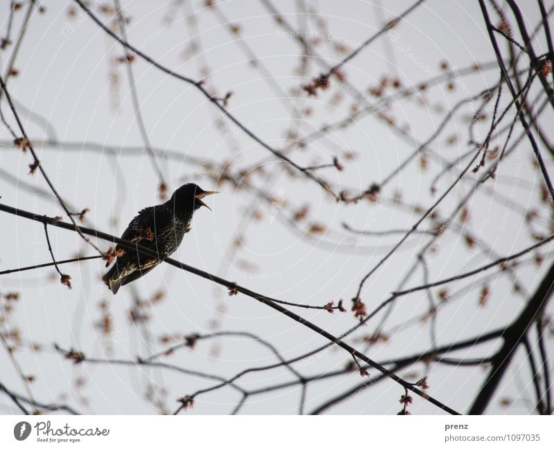 Star2 Umwelt Natur Tier Wildtier Vogel 1 grau Frühling Zweig Farbfoto Außenaufnahme Menschenleer Tag Schwache Tiefenschärfe Froschperspektive Tierporträt