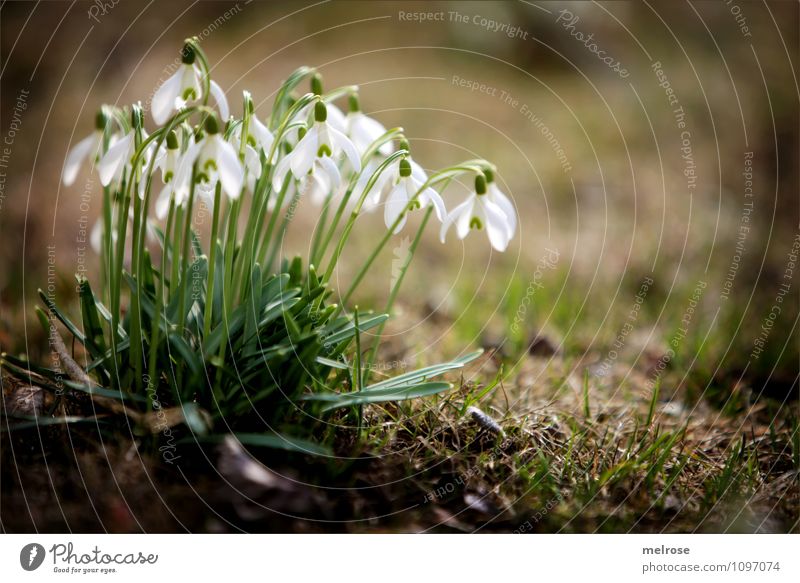 Frühlingsboten II elegant Stil Natur Erde Schönes Wetter Pflanze Blume Gras Moos Blatt Blüte Wildpflanze Schneeglöckchen Frühblüher Blütenstiel Garten mehrere