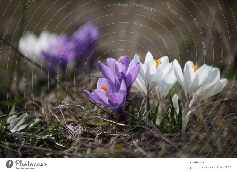 Ausgrenzung Stil Natur Pflanze Erde Frühling Schönes Wetter Blume Gras Blüte Wildpflanze Frühblüher Krokusse Blütenblatt Blütenstempel Wiese beobachten Blühend