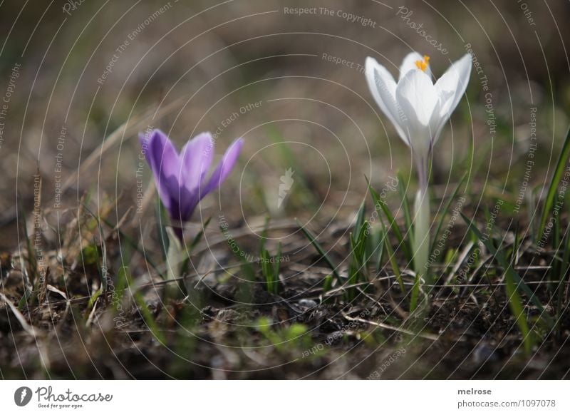 gemeinsam einsam elegant Natur Pflanze Erde Frühling Schönes Wetter Blume Gras Blüte Wildpflanze Krokusse Frühblüher Blütenstempel Blütenstiel Blühend Erholung