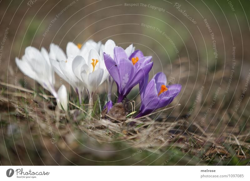 Zusammenhalt elegant Stil Natur Pflanze Erde Frühling Schönes Wetter Blume Blüte Wildpflanze Frühblüher Krokusse Blütenstempel Blütenblatt Garten mehrere