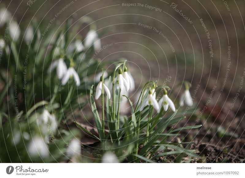 Vorfreude Natur Pflanze Erde Frühling Schönes Wetter Blume Gras Moos Blatt Blüte Wildpflanze Frühblüher Schneeglöckchen Frühlingsknotenblume Blütenstiel Garten