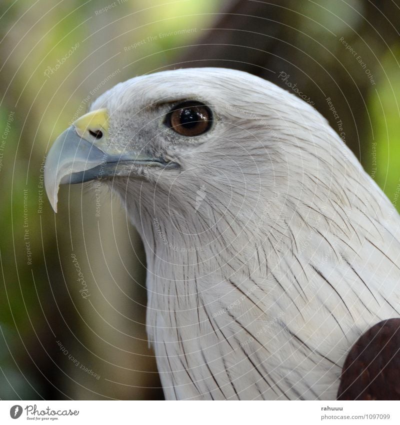 Adlerauge Tier Wildtier Vogel Tiergesicht Zoo 1 authentisch klug schön braun gelb grau weiß Farbfoto Außenaufnahme Tag Tierporträt