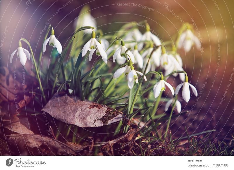 Schneeglöckchen Stil Natur Pflanze Erde Sonne Sonnenlicht Frühling Schönes Wetter Blume Blatt Blüte Wildpflanze Frühblüher Amaryllisgewächse