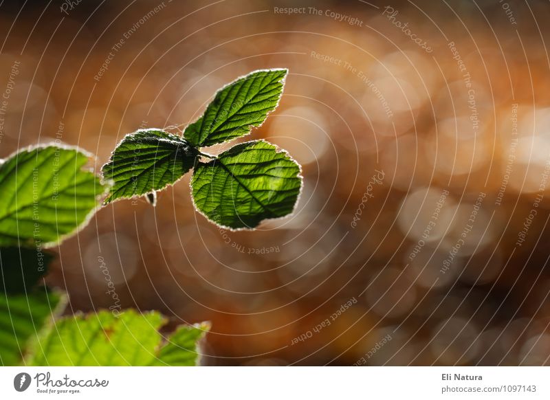 Im Wald mit Gegenlicht Natur Pflanze Tier Sonnenlicht Sommer Herbst Schönes Wetter Blatt Grünpflanze leuchten schön Wärme braun gelb grün Farbe Unschärfe