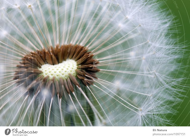 Pusteblume Natur Pflanze Tier Blume Gras Grünpflanze Löwenzahn Wiese braun mehrfarbig grün weiß Glück Haarflieger Farbfoto Außenaufnahme Nahaufnahme