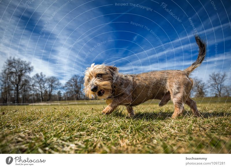 Rauhaardackel vor der Linse Tier Wolken Wiese Haustier Hund 1 stehen klein blau braun grau grün schwarz Dackel Halsband Hunderasse Mini Rassehund Rauhhaar