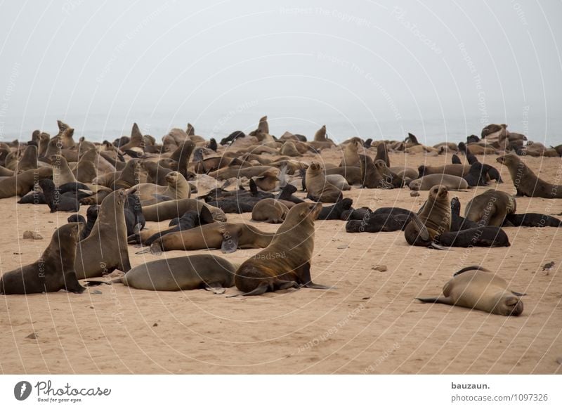 massentierhaltung. Ferien & Urlaub & Reisen Tourismus Ausflug Sightseeing Umwelt Natur Landschaft Erde Sand Wolken schlechtes Wetter Küste Strand Meer