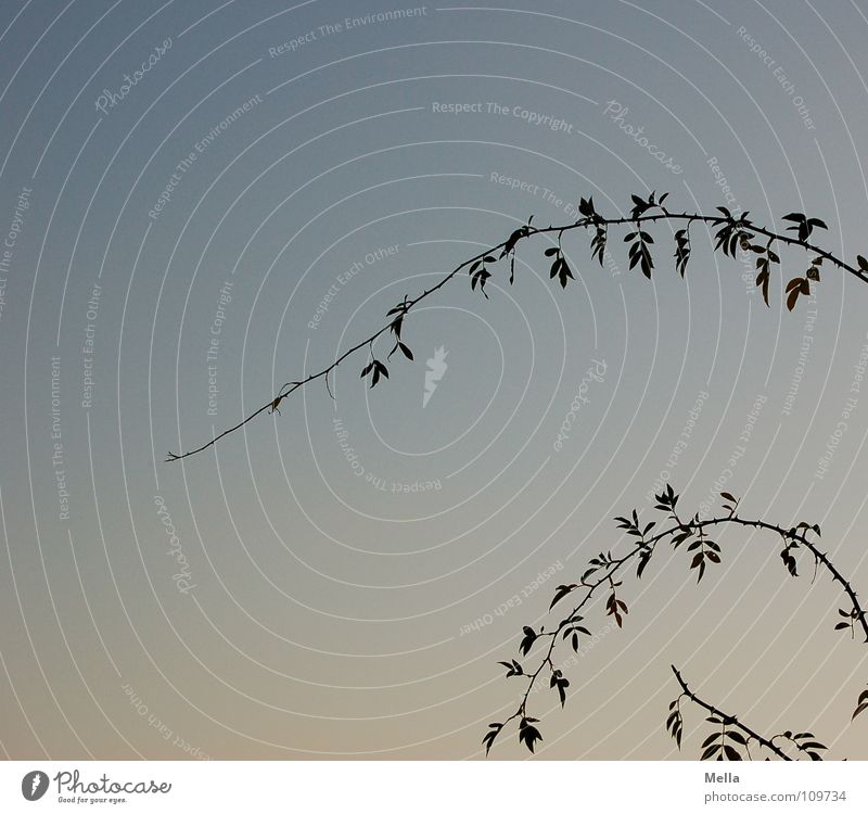 dornenreich Dorn stachelig Abend Stengel gekrümmt Blatt Rosenblätter Himmel Herbst blau orange Abenddämmerung Silhouette Ast Zweig Biegung Hundsrose