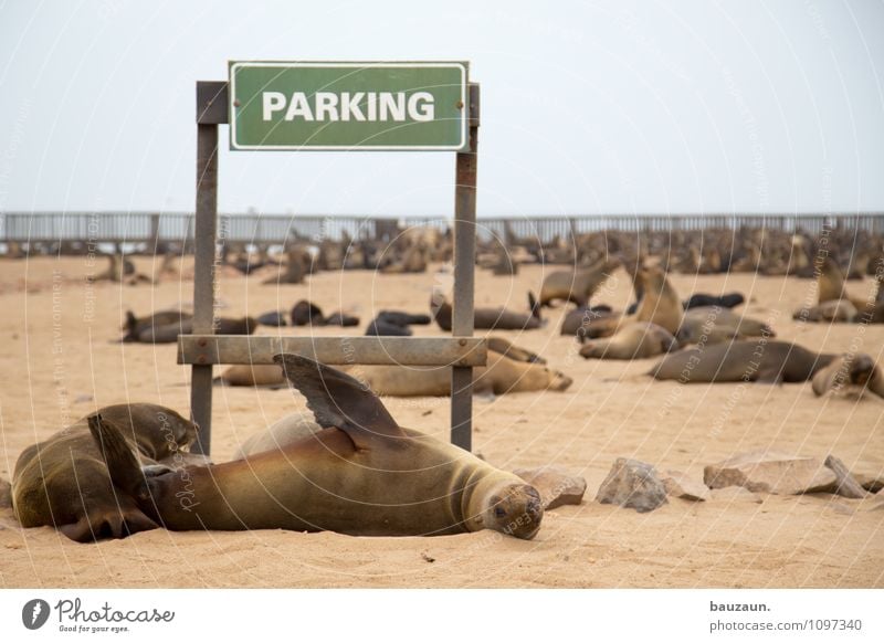 schild verstanden. Ferien & Urlaub & Reisen Tourismus Ausflug Sightseeing Sommer Umwelt Natur Landschaft Erde Sand Wolken Klima Wetter Küste Strand Cape Cross