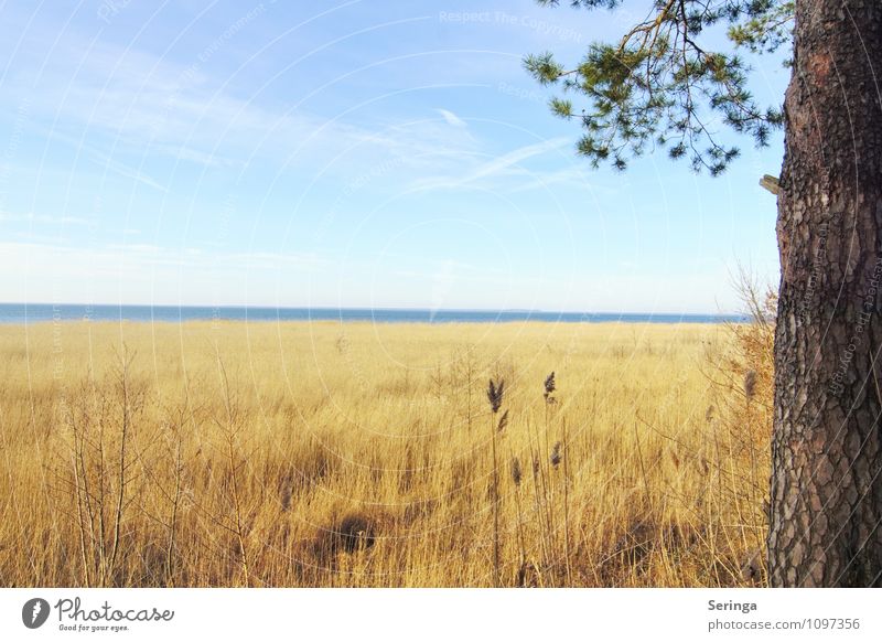 Unendliche Weite Umwelt Natur Landschaft Luft Wasser Horizont Frühling Schönes Wetter Wellen Küste Seeufer Strand Bucht Nordsee Ostsee hell maritim blau