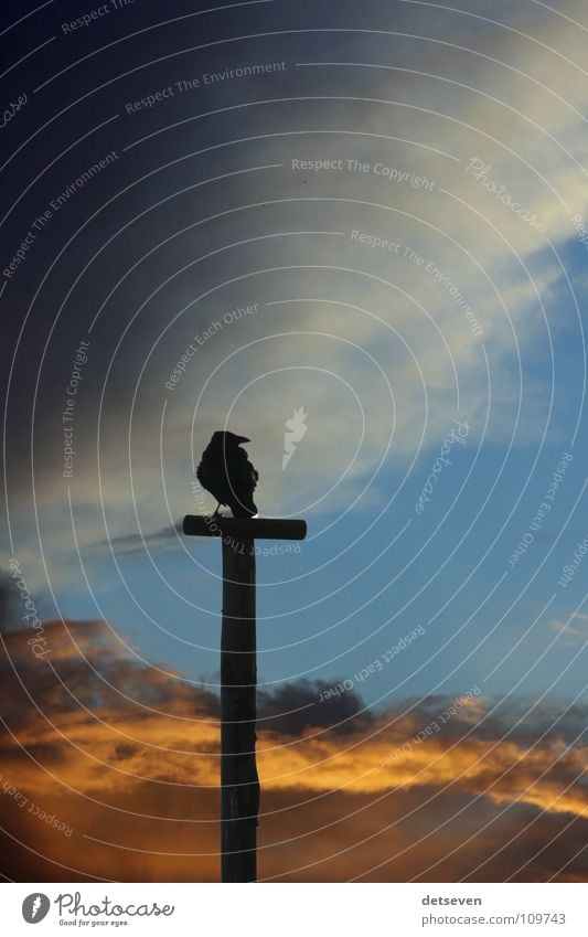 Halloween Himmel Wolken Herbst Tier Vogel 1 hocken warten Stimmung träumen Angst November September Image autumn black calendar close grow handle harvest