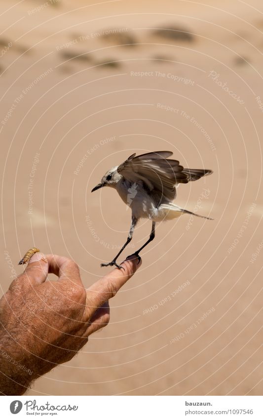 landung. Ferien & Urlaub & Reisen Tourismus Freiheit Sightseeing Hand Erde Sand Sommer Schönes Wetter Namibia Afrika Tier Wildtier Vogel Tiergesicht Flügel Wurm