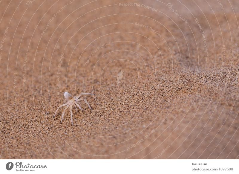 white lady. Ferien & Urlaub & Reisen Tourismus Ausflug Abenteuer Sightseeing Natur Erde Sand Wüste Namibia Afrika Tier Wildtier Spinne 1 beobachten exotisch nah