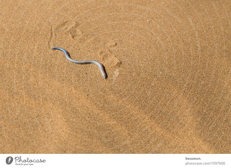 schlange. Ferien & Urlaub & Reisen Tourismus Ausflug Abenteuer Sightseeing Natur Erde Sand Sonne Sommer Wüste Namibia Afrika Tier Wildtier Schlange 1 Linie