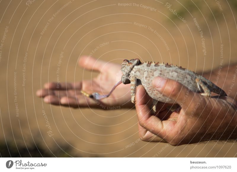 hab dich. Ferien & Urlaub & Reisen Tourismus Ausflug Abenteuer Sightseeing Hand Natur Schönes Wetter Wüste Namibia Afrika Tier Wildtier Wurm Chamäleon 1 Zunge