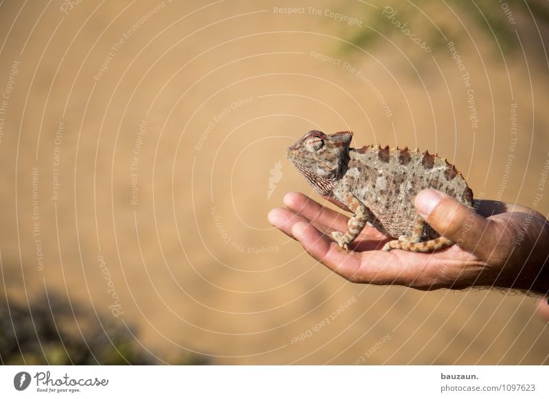 ich seh dich. Ferien & Urlaub & Reisen Tourismus Ausflug Abenteuer Sommer Hand Natur Erde Sand Schönes Wetter Wüste Namibia Afrika Tier Wildtier Chamäleon 1