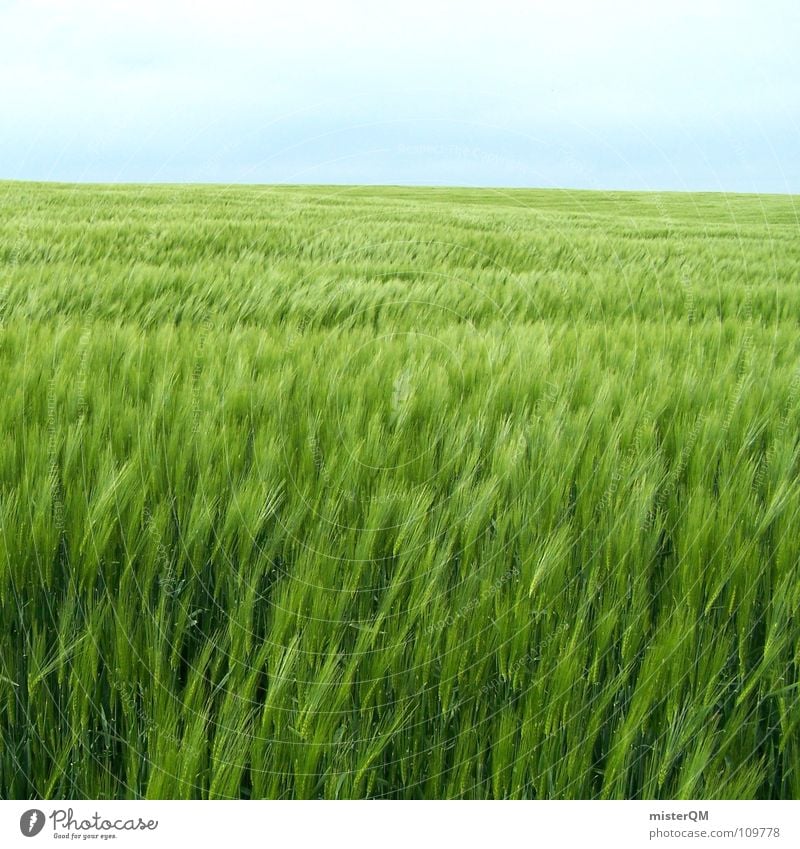 Das Bett Im Kornfeld Feld grün Ferne Einsamkeit ruhig Spuren dunkel Vordergrund Hintergrundbild Zutaten unreif Deutschland Gesundheit Heimat Gelassenheit