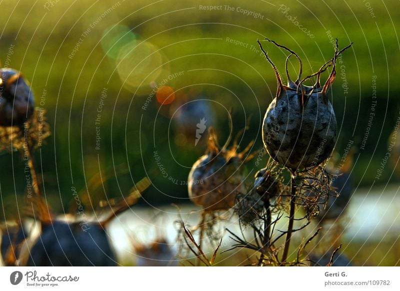 funky Samen Herbst Vergänglichkeit grün gelb Sonnenlicht Gegenlicht Pflanze pflanzlich Blume säen Sträucher stachelig Stengel dünn Wiese Gras