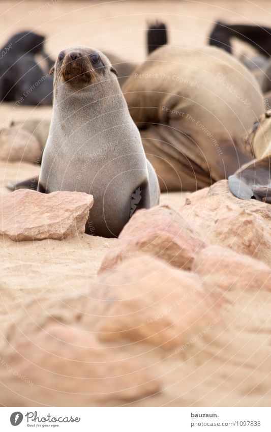 ich passe auf. Ferien & Urlaub & Reisen Tourismus Ausflug Sightseeing Strand Umwelt Natur Landschaft Küste Cape Cross Namibia Afrika Tier Wildtier Tiergesicht