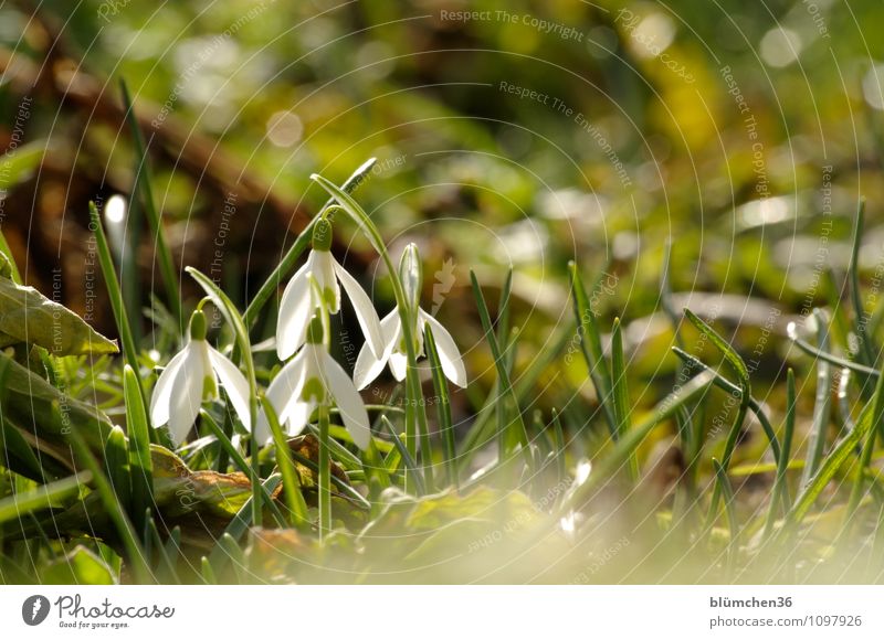 Bald kommt der Sommer Natur Pflanze Frühling Blume Blüte Schneeglöckchen Giftpflanze Alkaloid Amaryllisgewächse Blühend Duft stehen Wachstum Kitsch natürlich