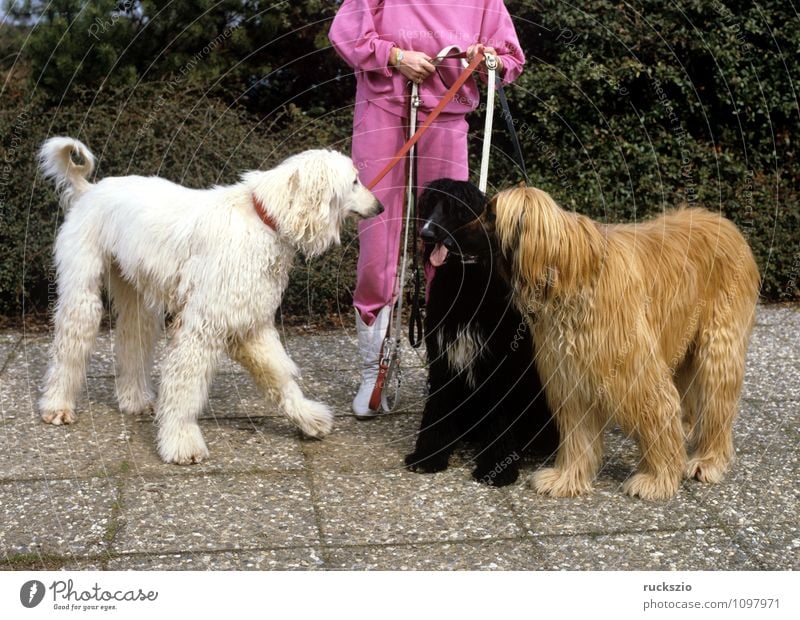 Afghanischer, Windhund Tier Haustier Hund beobachten Blick Afghane Familienhund Hunderasse Portraet Portrait Rassehund Landraubtier Haushund Greyhound dog