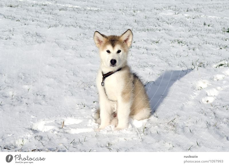 Alaskan; Malamut; Tier Hund beobachten Malamute Familienhund Haushund Haushunde Hunderasse Jung Junge Kopf Portraet Portrait Rassehund Schlittenhund