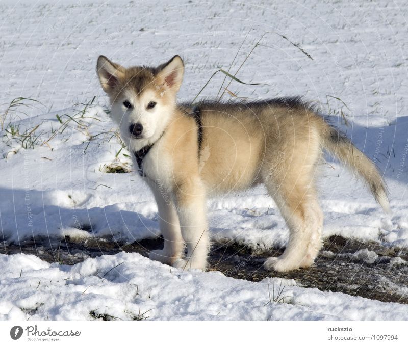 Alaskan; Malamut; Tier Hund beobachten Malamute Familienhund Haushund Haushunde Hunderasse Jung Junge Kopf Portraet Portrait Rassehund Schlittenhund