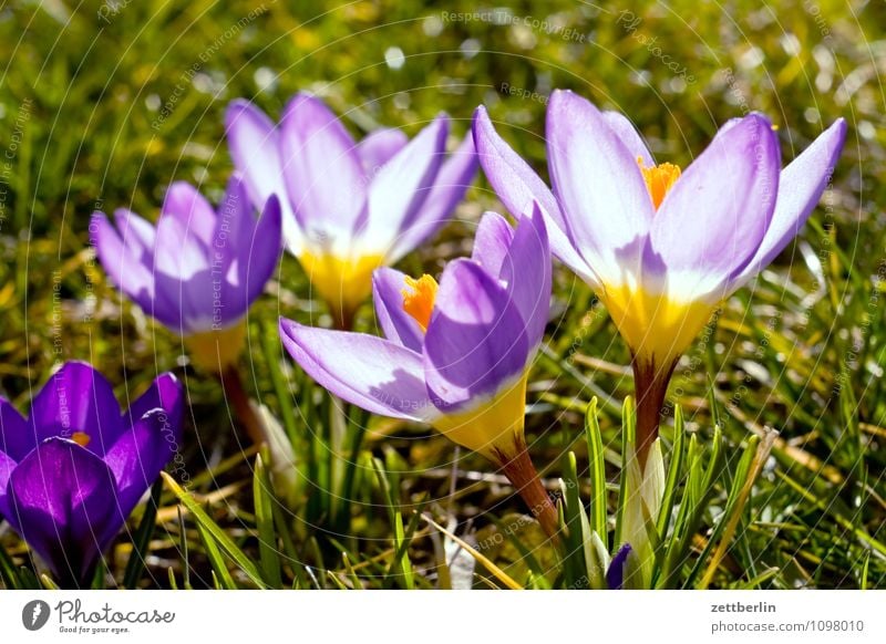 Iridaceae Blume Blüte Frühling Garten Schrebergarten Kleingartenkolonie Krokusse Wachstum Schwertlilie Montbretie Frühblüher Blütenblatt Gras Rasen Wiese Natur