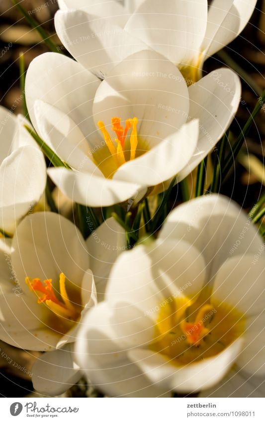 Fünf Krokusse Blume Blüte Frühling Garten Schrebergarten Kleingartenkolonie Wachstum Schwertlilie Montbretie Frühblüher Blütenblatt Gras Rasen Wiese Natur Sonne