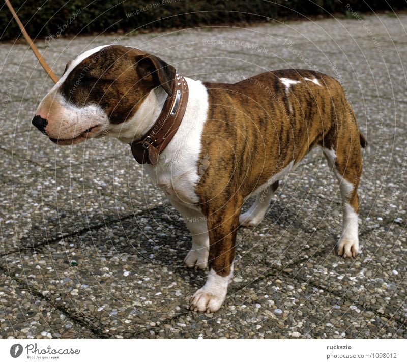 Bullterrier Tier Haustier Hund beobachten Cane Carnivora Familienhund Hunderasse Junger Kopf Portraet Portrait Rassehund Landraubtier britische Hunderasse