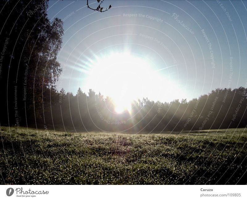 Morgensonne2 Sonnenaufgang Licht hell Strahlung Sonnenstrahlen blenden Gras Baum Wald Physik Himmelskörper & Weltall Langeweile Siegwinden Seil Treppe