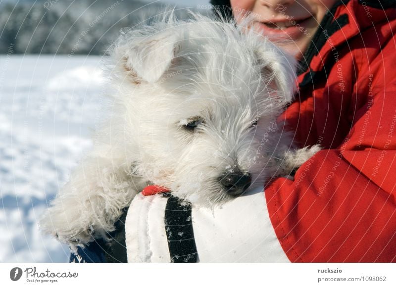 West, Highland, White, Terrier Tier Hund genießen West Highland Familienhund Haushund Haushunde Hunderasse Junger Kopf Portraet Portrait Rassehund