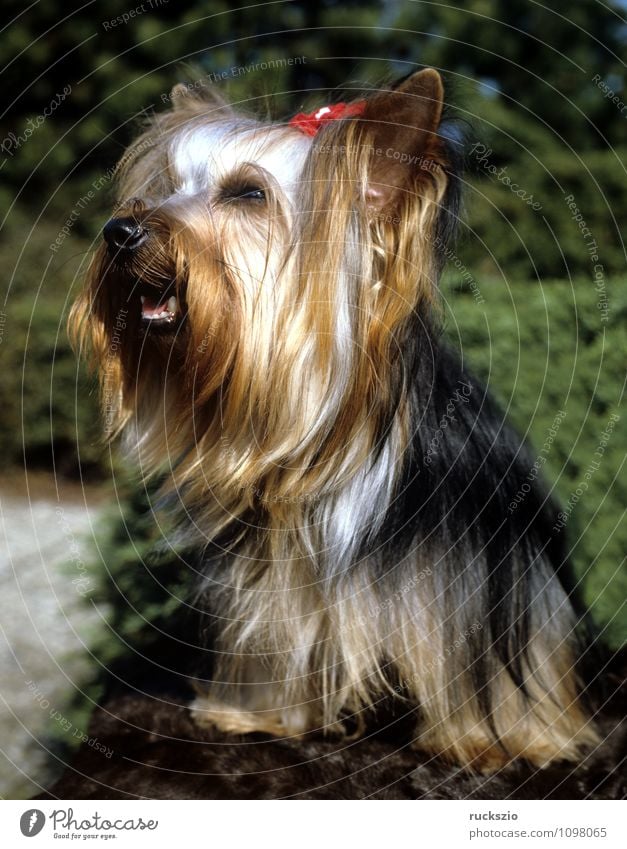 Yorkshire Terrier Tier Haustier Hund beobachten Yorkshire-Terrier Landraubtier Junger Familienhund Hunderasse Rassehund Kopf Portrait Portraet Haushund