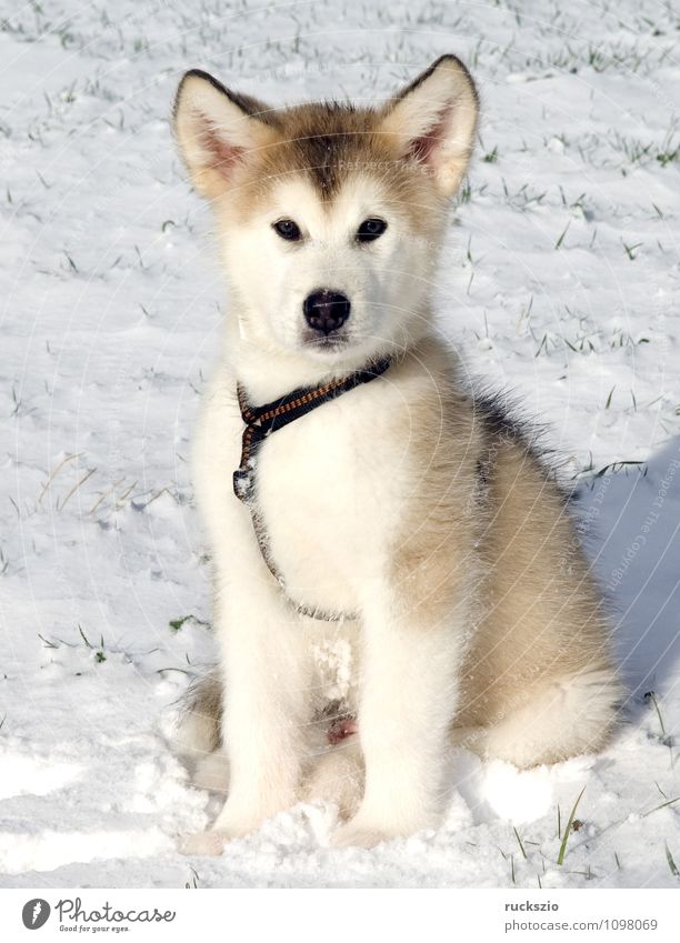 Alaskan; Malamut; Tier Hund beobachten Malamute Familienhund Haushund Haushunde Hunderasse Jung Junge Kopf Portraet Portrait Rassehund Schlittenhund