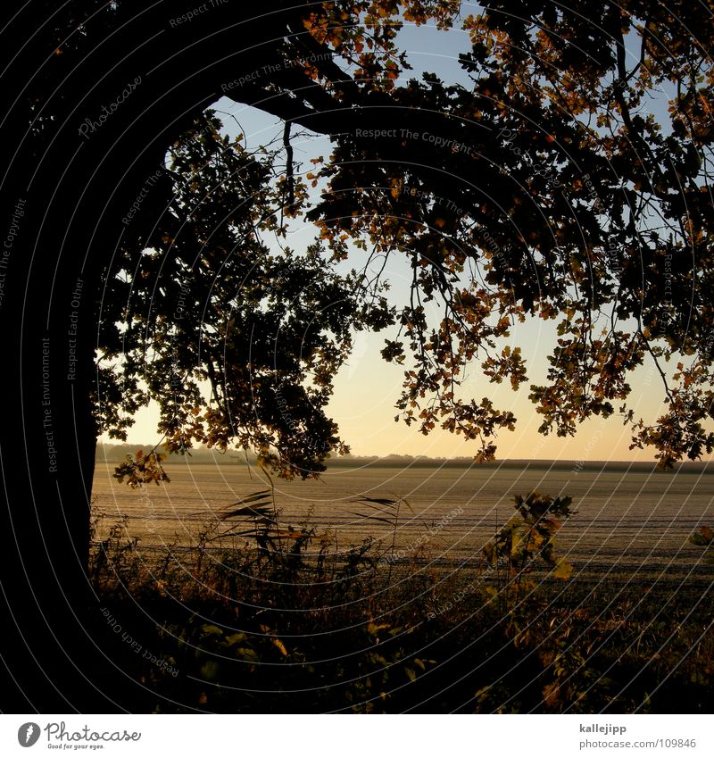 bambi Herbst träumen Vordergrund Hintergrundbild Blatt Baum Romantik Horizont Gold rot braun kalt Sonnenaufgang Sonnenuntergang Morgen Waldrand Licht Feld