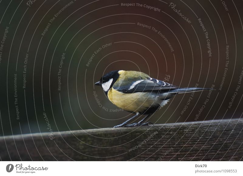 Auf dem Sprung Häusliches Leben Garten Umwelt Natur Tier Zaun Gartenzaun Wildtier Vogel Meisen Kohlmeise 1 Holz fliegen sitzen frech frei natürlich Neugier