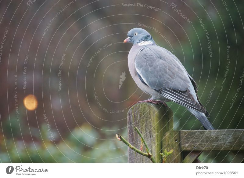 Ringeltaube im Morgengrauen Garten Pflanze Baum Rose Tier Wildtier Vogel Taube 1 Zaun Zaunpfahl Holz beobachten Blick sitzen warten dunkel braun gelb grün rosa