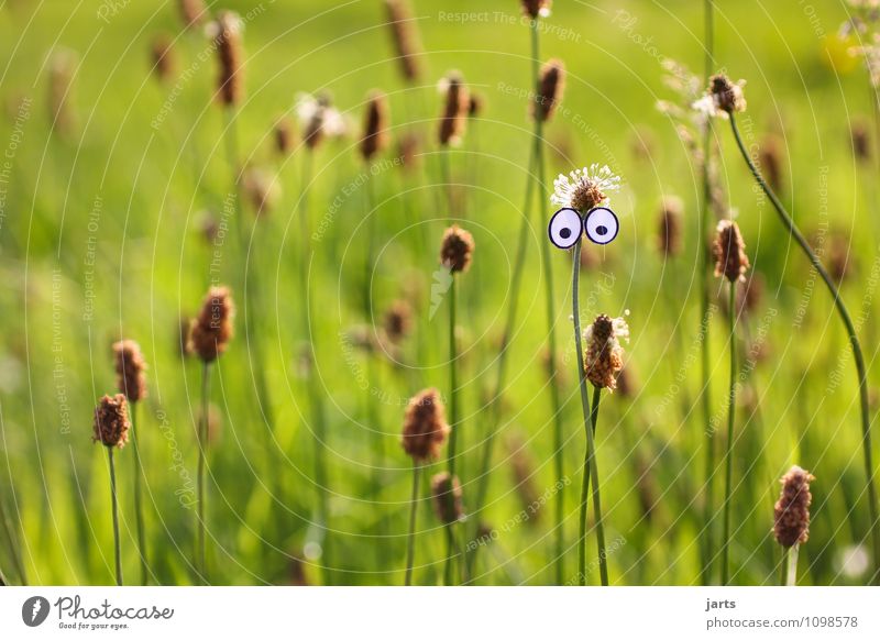 00 Auge Pflanze Schönes Wetter Gras Wiese Blick natürlich Neugier Farbfoto Außenaufnahme Nahaufnahme Menschenleer Textfreiraum links Textfreiraum oben